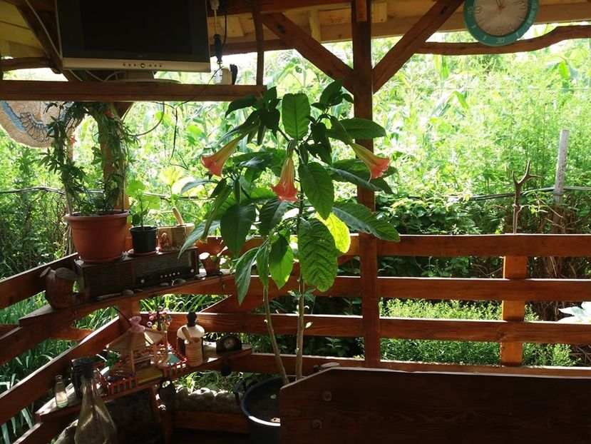  - Brugmasia si datura