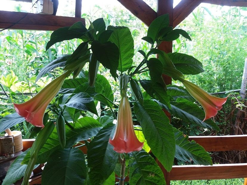  - Brugmasia si datura