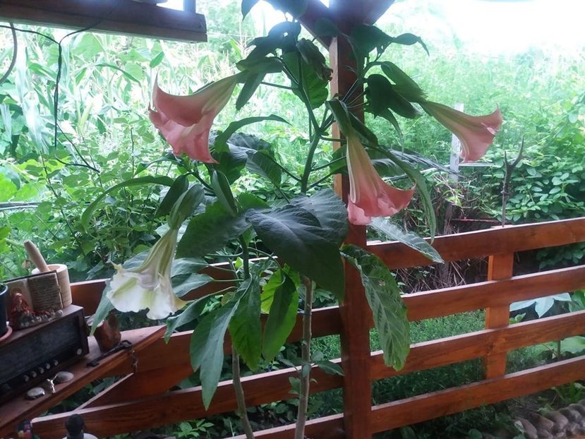  - Brugmasia si datura
