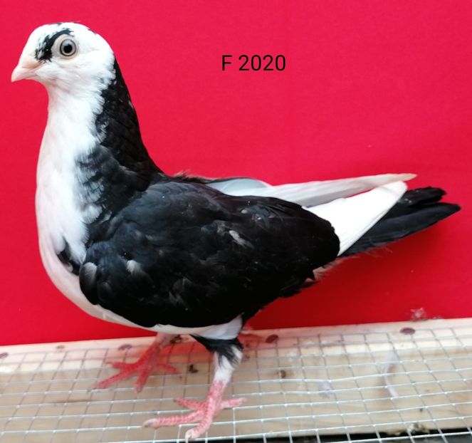  - porumbei care mi-au apartinut