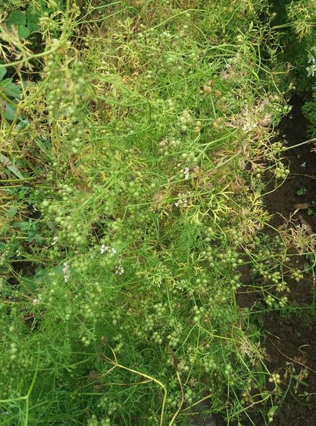 coriandru - gradina 2020