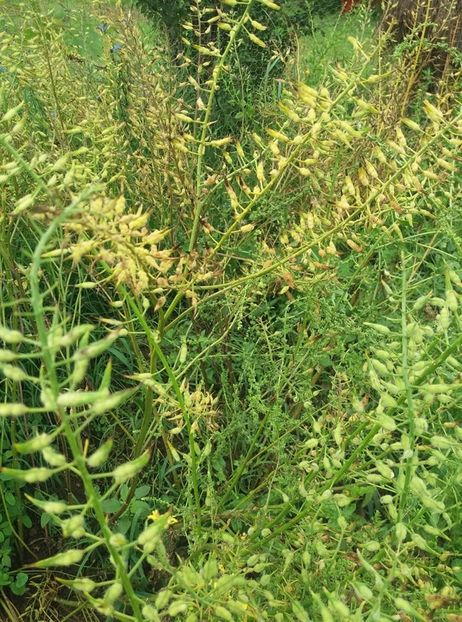 boabe mustar - gradina 2020