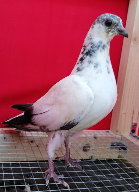  - porumbei care mi-au apartinut