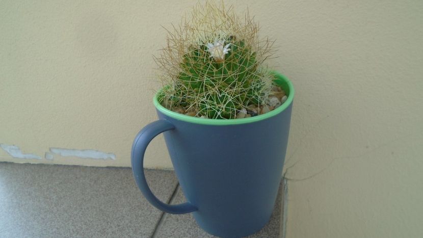 Mammillaria decipiens ssp. camptotricha - Cactusi 2020 evolutie vara
