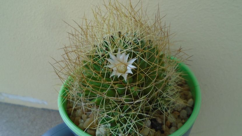 Mammillaria decipiens ssp. camptotricha - Cactusi 2020 evolutie vara