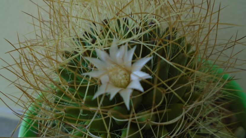 Mammillaria decipiens ssp. camptotricha - Cactusi 2020 evolutie vara