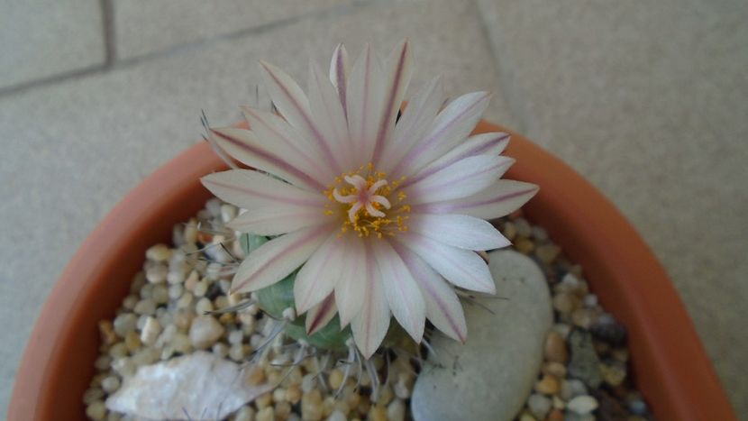 Turbinicarpus hb. - Cactusi 2020 evolutie vara