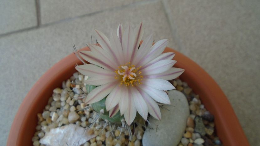 Turbinicarpus hb. - Cactusi 2020 evolutie vara