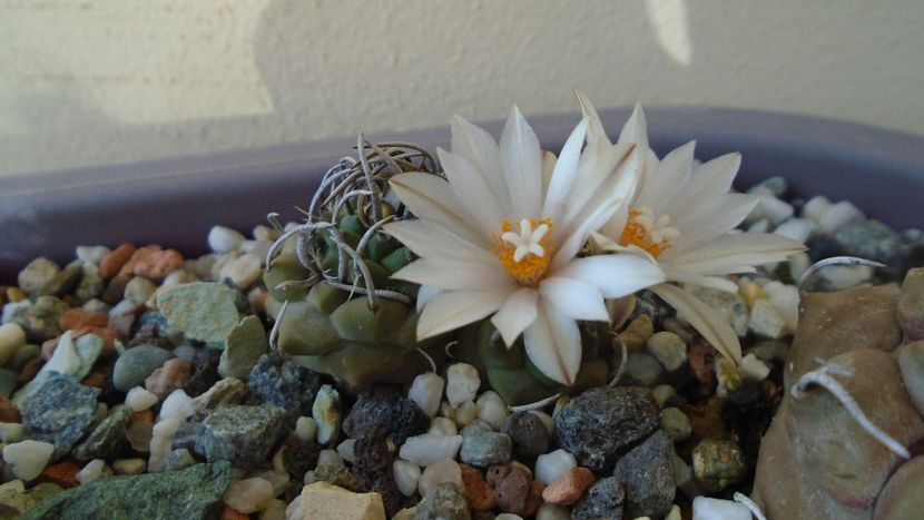 Turbinicarpus klinkerianus - Cactusi 2020 evolutie vara