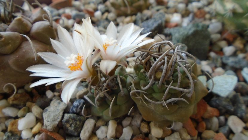 Turbinicarpus klinkerianus - Cactusi 2020 evolutie vara