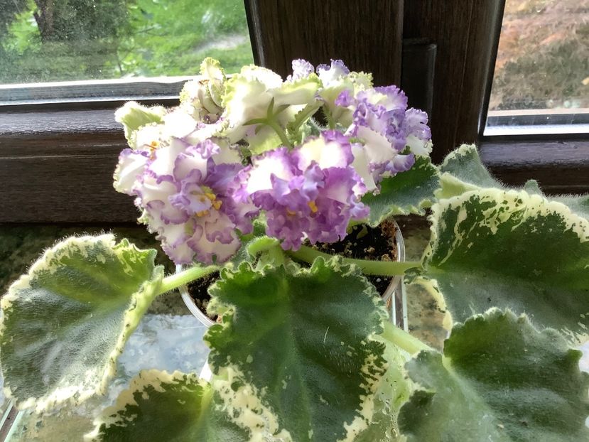 5E1BB5D0-13C5-4315-ACAB-BDC229AED513 - LE Tristan