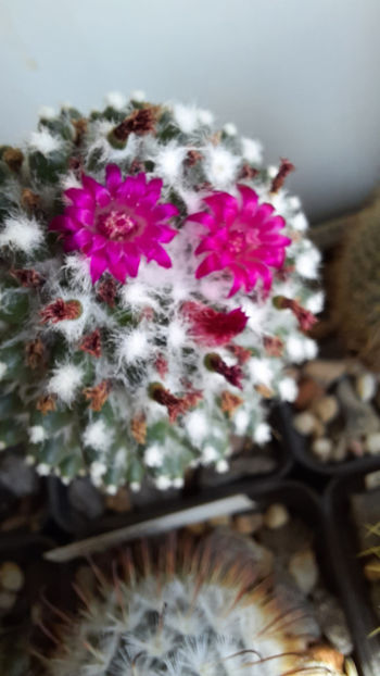 25.07.2020 - Mammillaria polythele ssp inermis