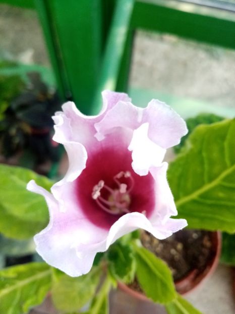  - Gloxinia 2020