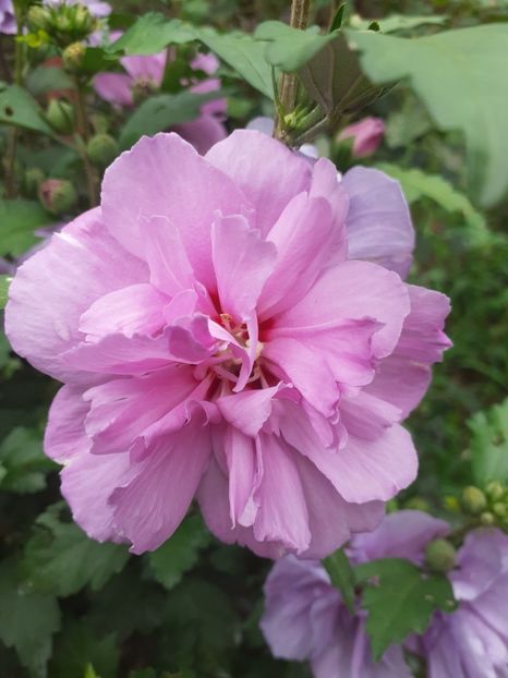  - OHibiscus syriacus de gradina