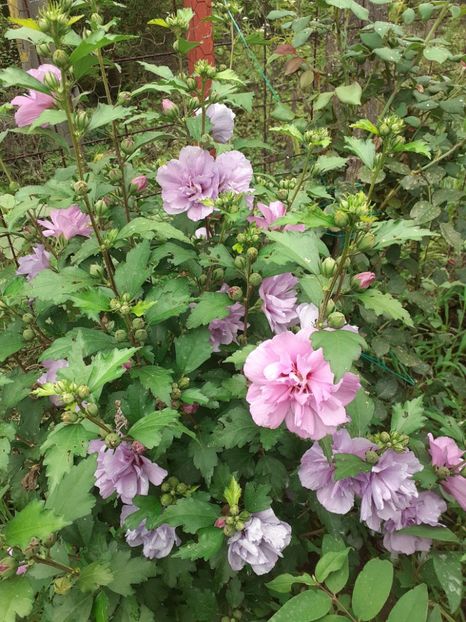  - OHibiscus syriacus de gradina