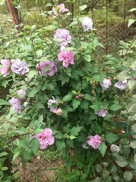  - OHibiscus syriacus de gradina