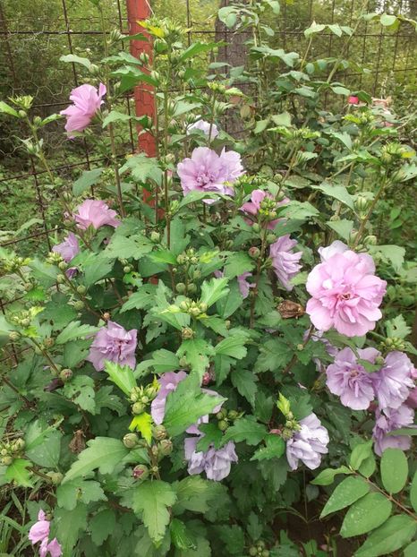  - OHibiscus syriacus de gradina