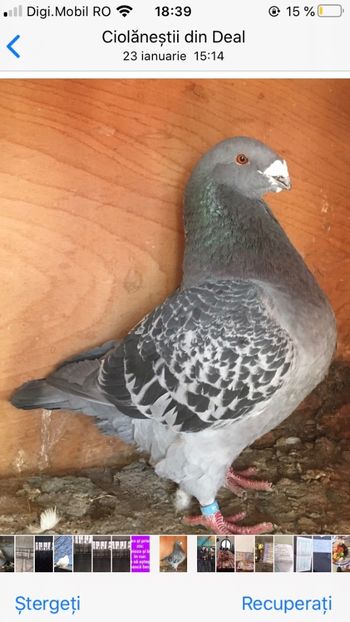 89438060-080A-42DE-8CEB-350D23C69F8B - Porumbei vanduti 2017-2025