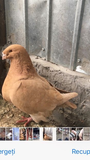 67152BAA-CAA3-4D74-B6E3-86D5B2766425 - Porumbei vanduti 2017-2025