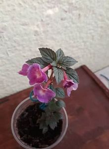 2020 - R20 - Petite Nicole