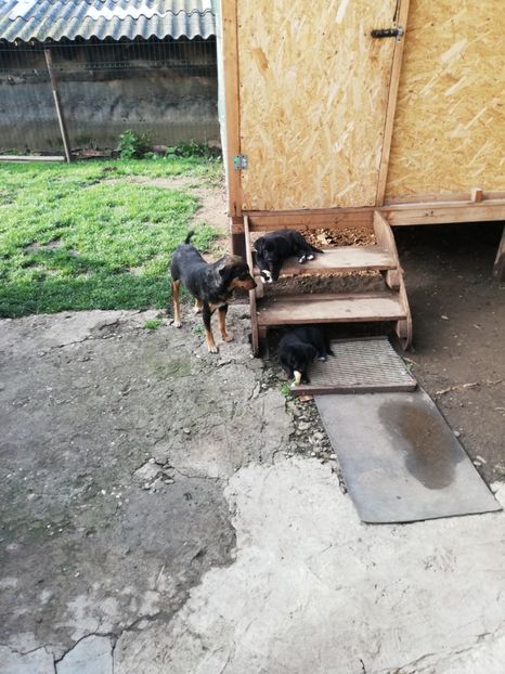  - 2020-Paznicul porumbeiilor