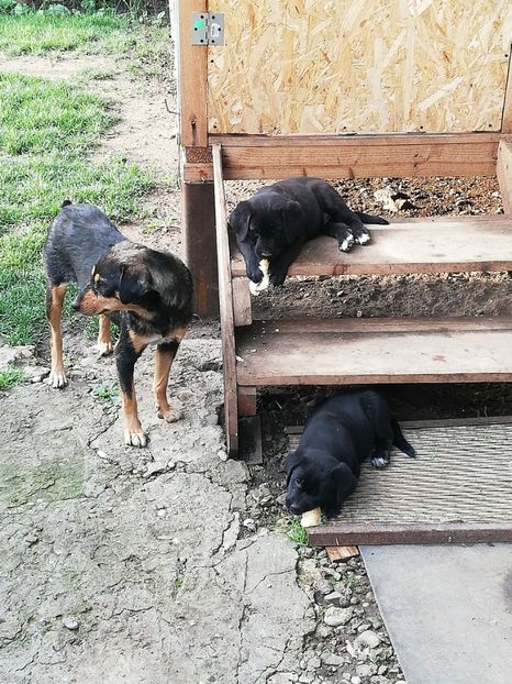  - 2020-Paznicul porumbeiilor