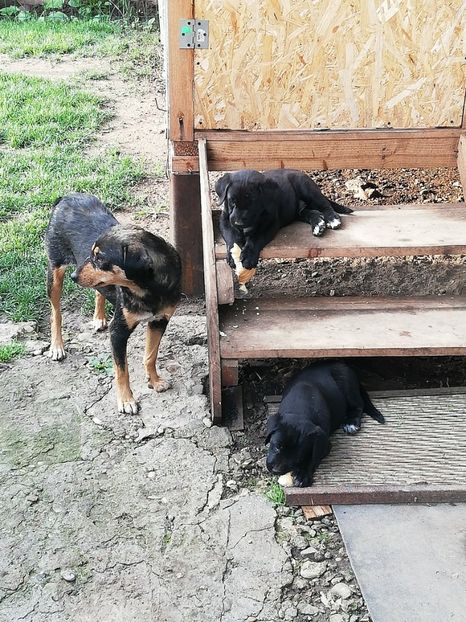  - 2020-Paznicul porumbeiilor