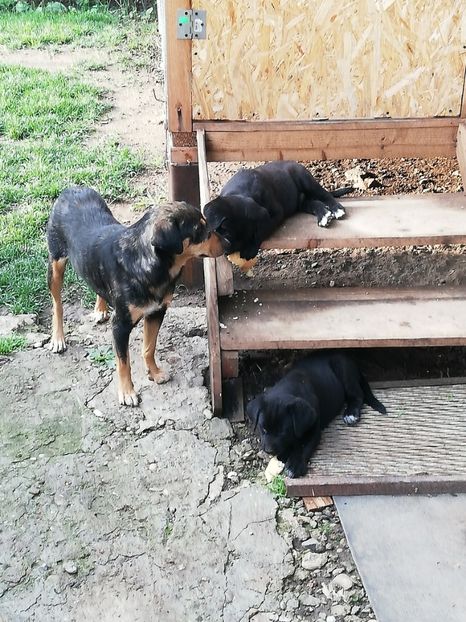  - 2020-Paznicul porumbeiilor