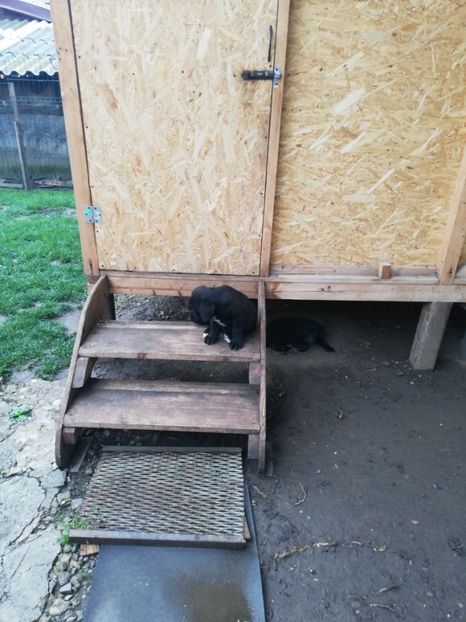  - 2020-Paznicul porumbeiilor