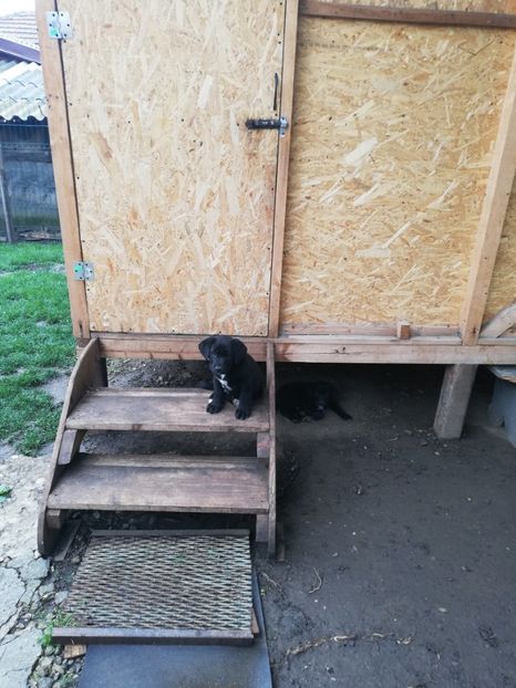  - 2020-Paznicul porumbeiilor