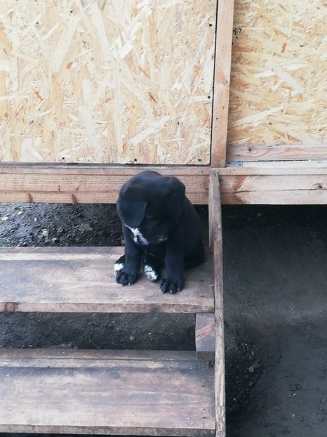  - 2020-Paznicul porumbeiilor