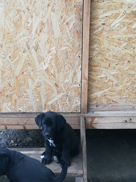  - 2020-Paznicul porumbeiilor