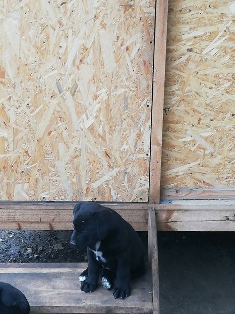  - 2020-Paznicul porumbeiilor