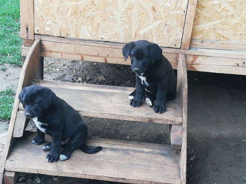  - 2020-Paznicul porumbeiilor