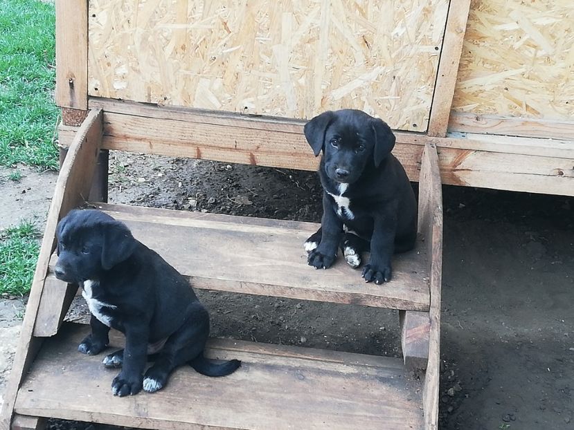  - 2020-Paznicul porumbeiilor