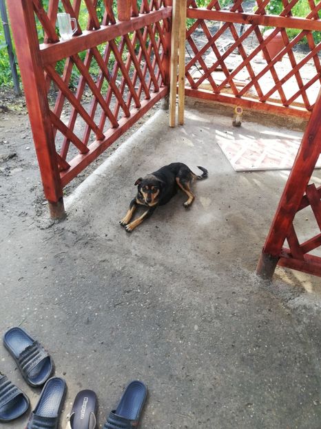  - 2020-Paznicul porumbeiilor