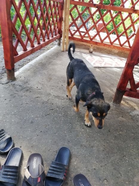  - 2020-Paznicul porumbeiilor