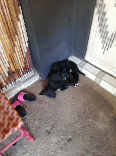  - 2020-Paznicul porumbeiilor