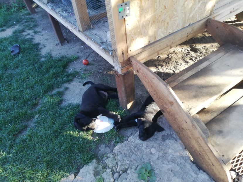  - 2020-Paznicul porumbeiilor