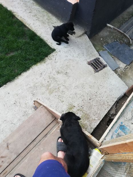  - 2020-Paznicul porumbeiilor