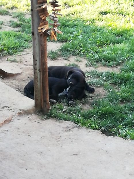  - 2020-Paznicul porumbeiilor