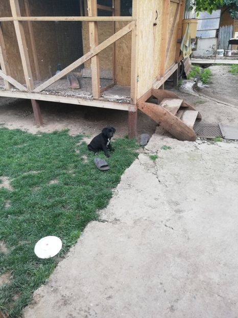  - 2020-Paznicul porumbeiilor