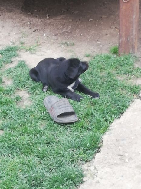  - 2020-Paznicul porumbeiilor