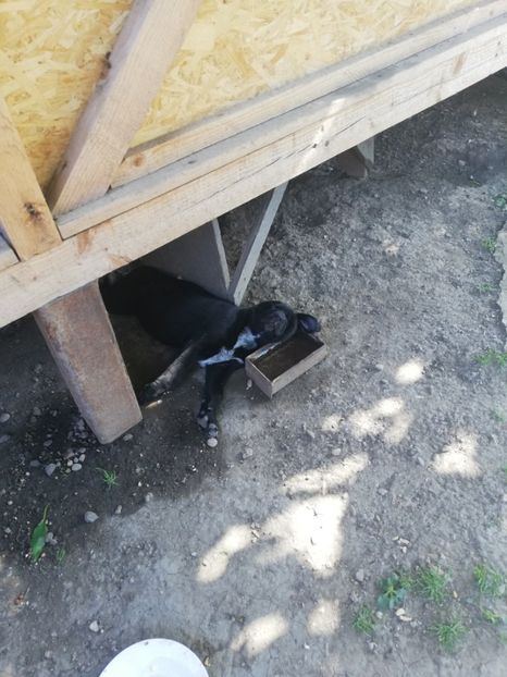  - 2020-Paznicul porumbeiilor