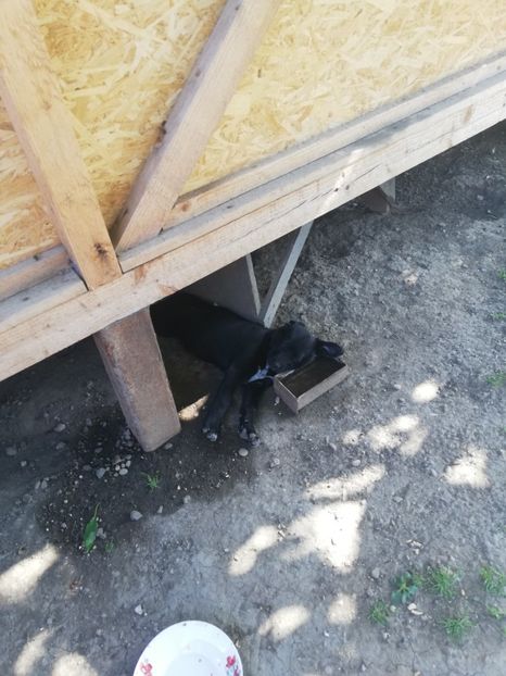  - 2020-Paznicul porumbeiilor