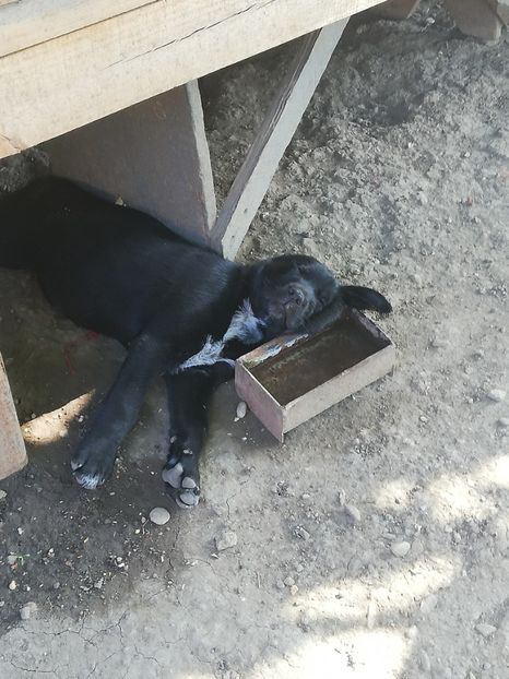  - 2020-Paznicul porumbeiilor