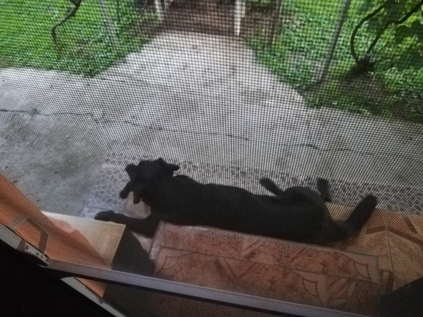  - 2020-Paznicul porumbeiilor