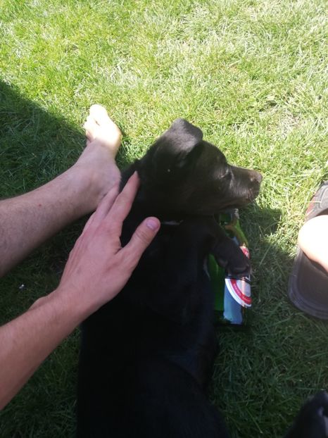  - 2020-Paznicul porumbeiilor