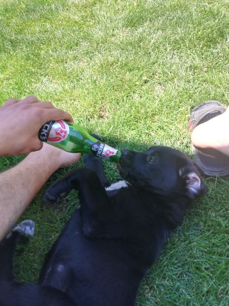  - 2020-Paznicul porumbeiilor