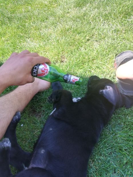  - 2020-Paznicul porumbeiilor